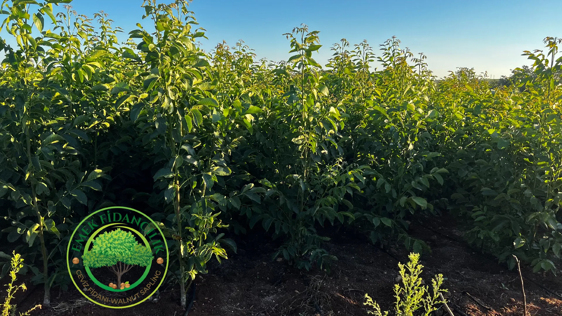 Chandler Ceviz Fidanı