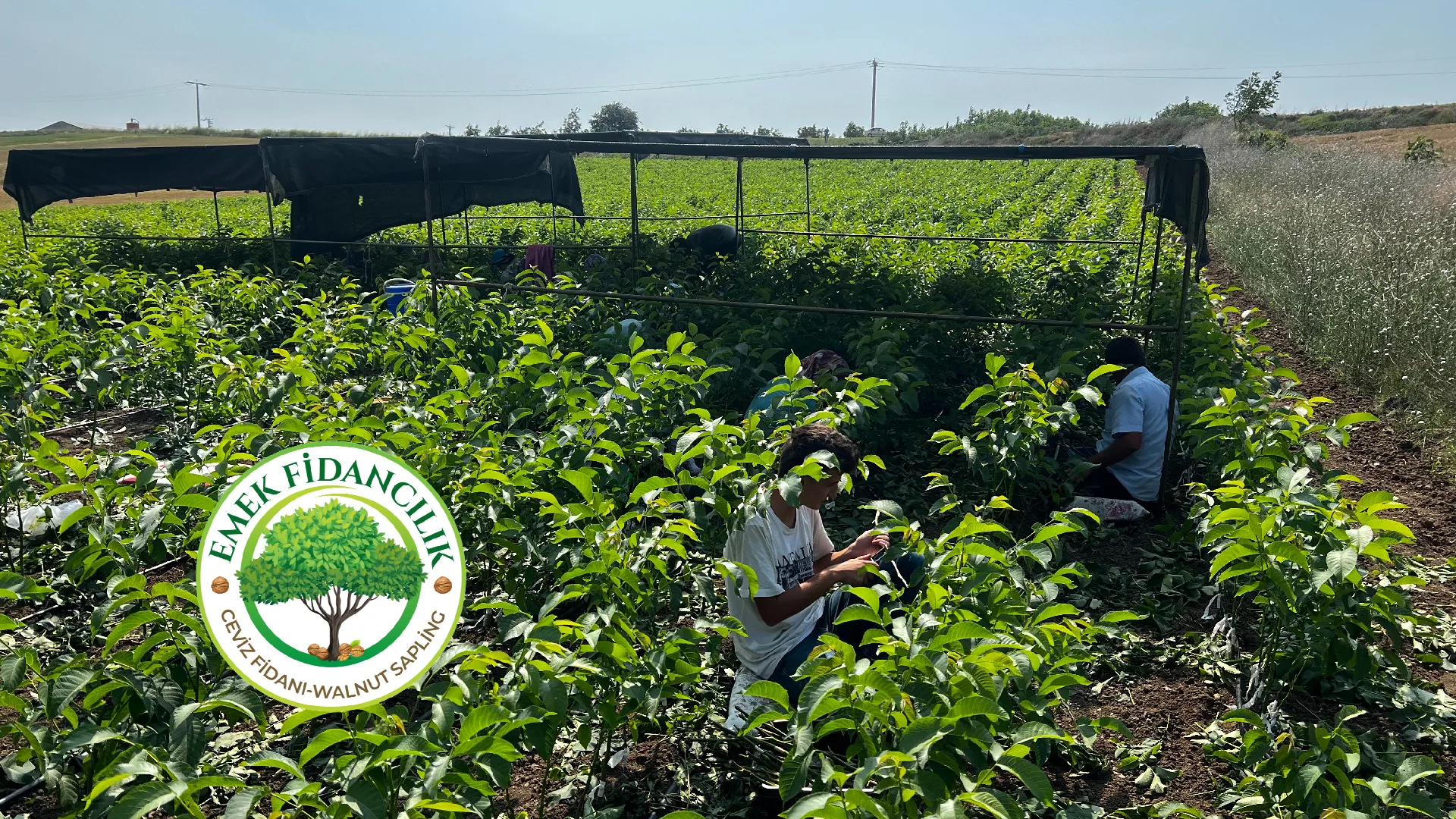 Fernette Ceviz Fidanı