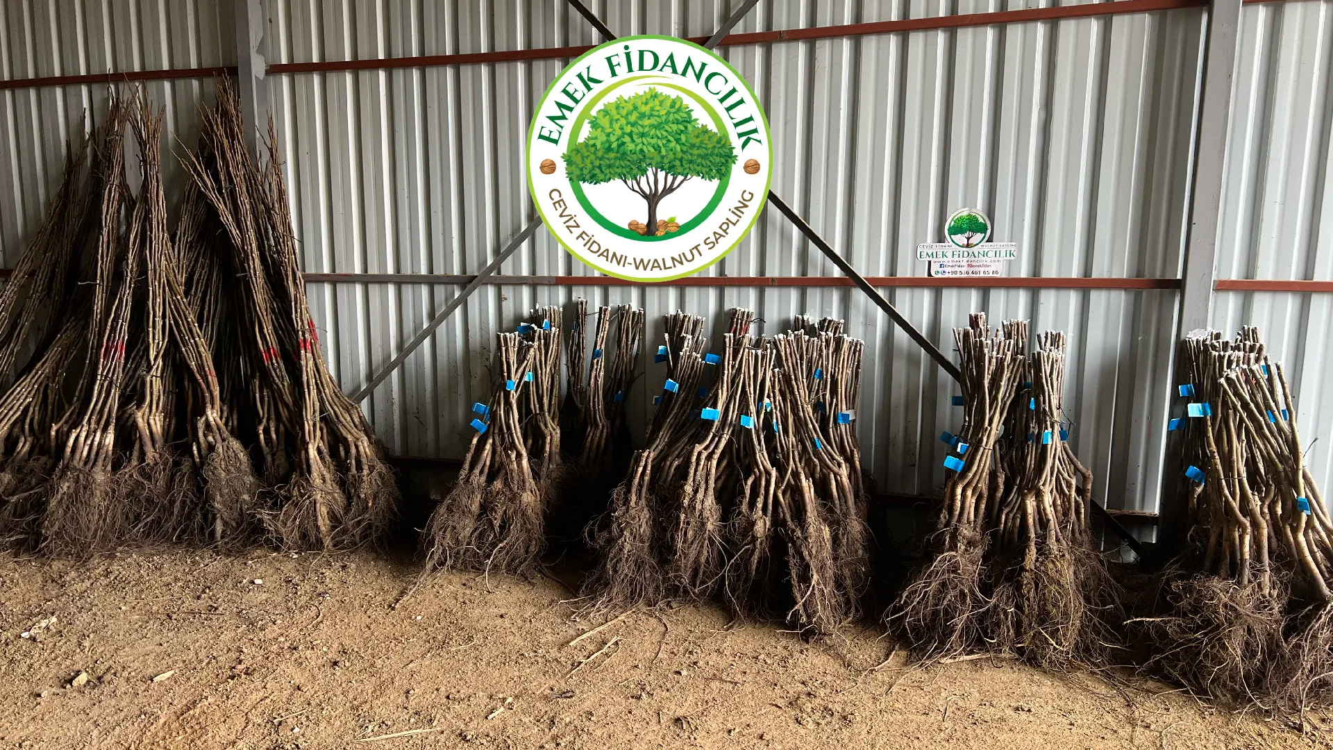 Ferragnes Badem Fidanı