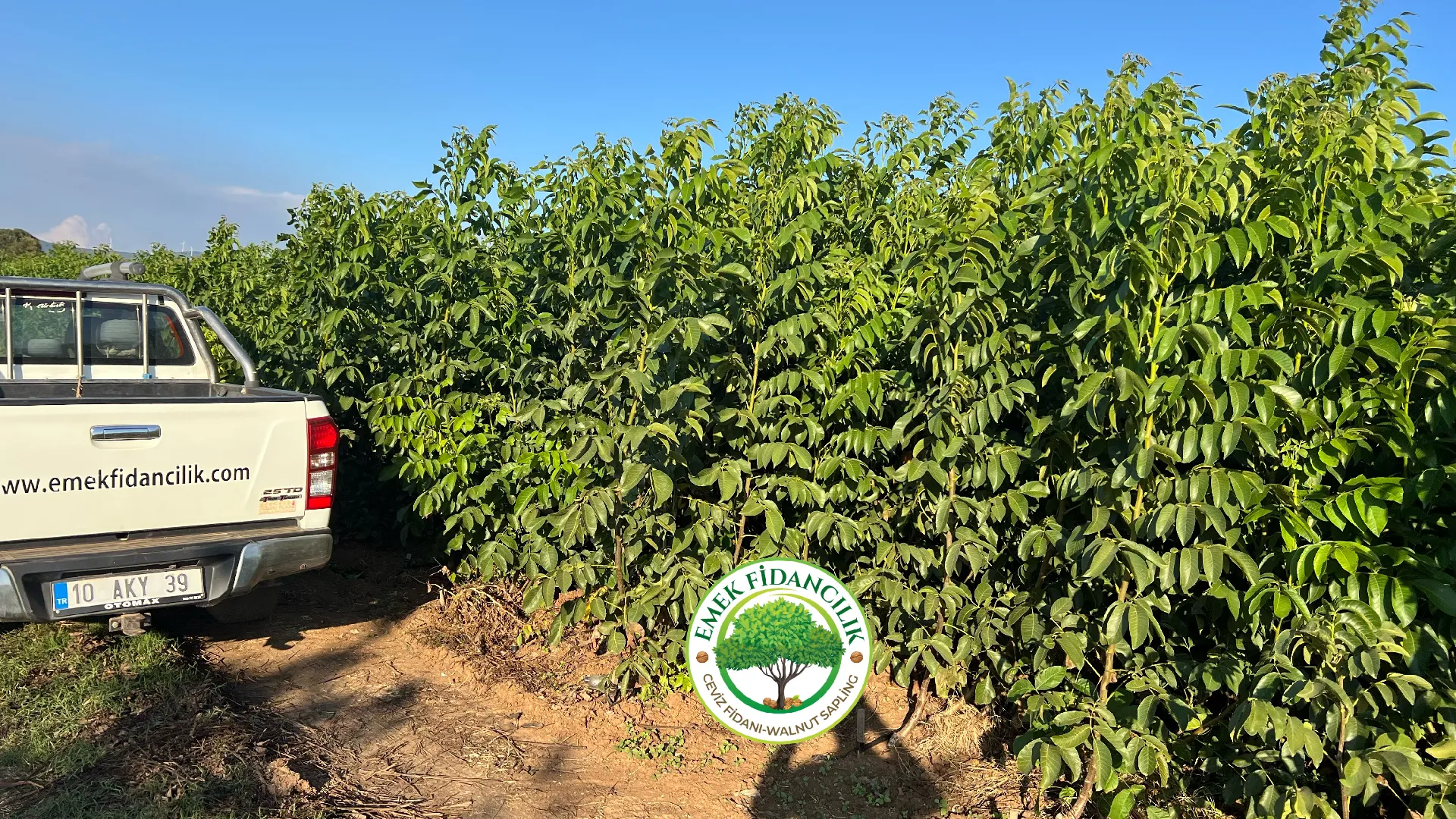 Ferraduel Badem Fidanı