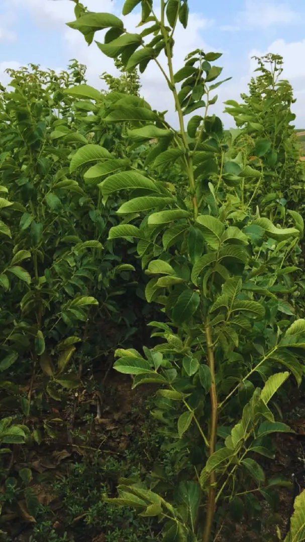 Ceviz Fidanı Üretimi