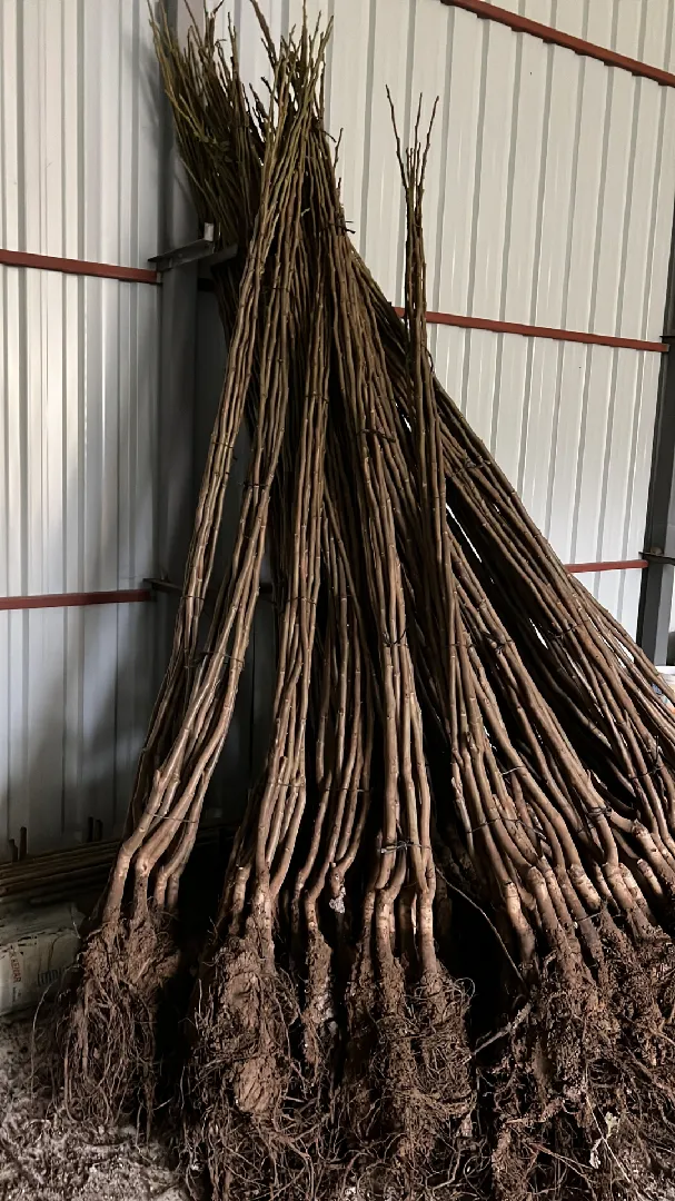 Sertifikalı Fidanlar