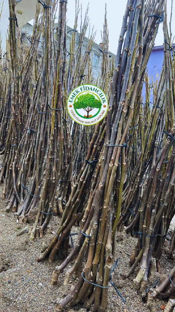 Ceviz Fidanı Üretimi