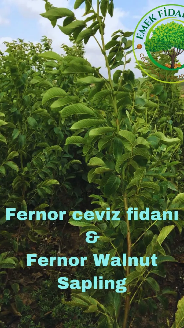 Hazırlık Aşaması